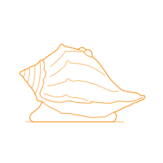 Animals Gastropods Knobbed Whelk Outline Svg File, Free Vectors File
